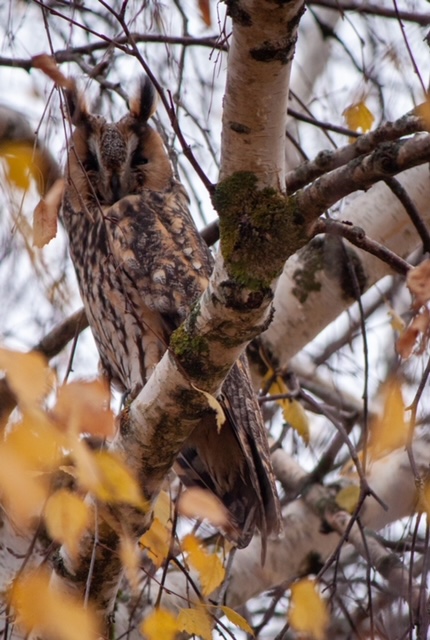 Déc 2020 - Photo de N. Wahart : Moyen duc rencontré Rue des Crais